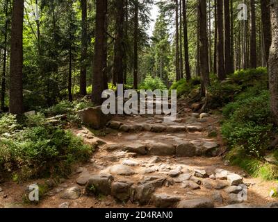 Sentiero escursionistico nella foresta dei monti Karkonosze Foto Stock