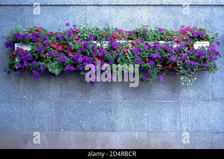 Primo piano di coloratissime petunia in una pentola attaccata un muro Foto Stock