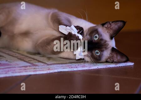 bello giovane gatto siamese con gli occhi blu sdraiato sul suo lato gioca con un tessuto. Foto Stock