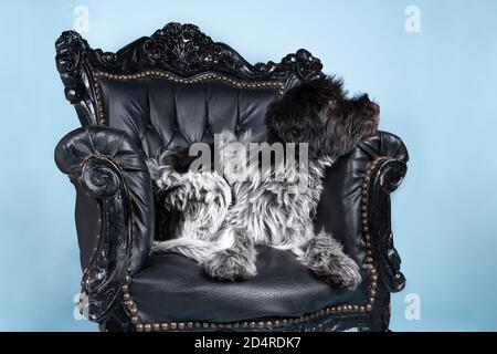 Uno Schapendo o un olandese Sheepdog seduto su una sedia barocca su sfondo blu Foto Stock