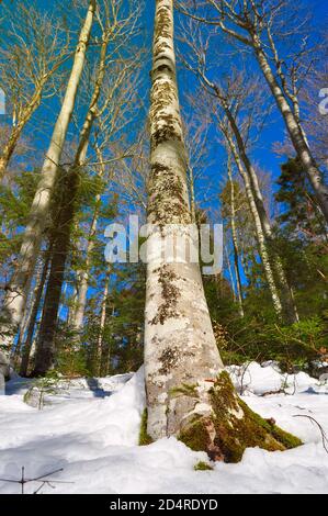 Foresta in inverno Foto Stock