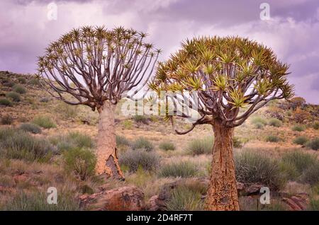 Alberi di quiver in paesaggio arido, Aloidendron dichotomum, capo del Nord, Sud Africa Foto Stock