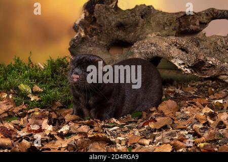 Un mero europeo marrone o nerts da una fattoria di pelliccia in un paesaggio di foresta di autunno Foto Stock