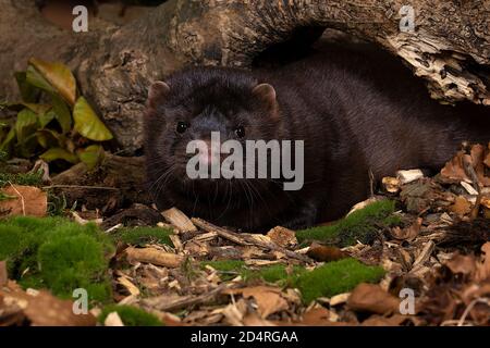 Un mero europeo marrone o nerts da una fattoria di pelliccia in un paesaggio di foresta di autunno Foto Stock