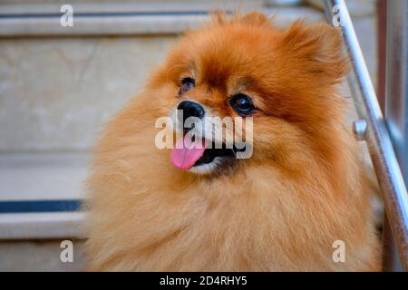 Carino cane Pomeranian felice si siede sulle scale Foto Stock