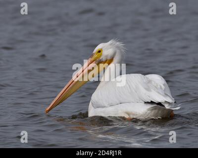 Un pellicano bianco americano (Pelecanus erythrorhynchos) si glance indietro mentre nuota sulla superficie di Harkins Slough, in California Foto Stock