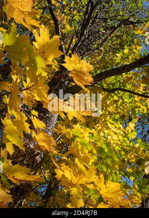 Giallo foglie di acero belle che sono illuminate dal domenica durante il mese autunnale di ottobre Foto Stock