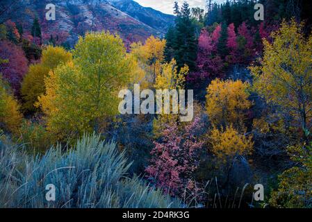 Alberi di acero rosso brillante e bella, dorata Quaking Aspen lungo una strada di campagna. Foto Stock