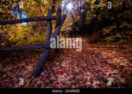 Caduta foglie d'autunno sul fondo della foresta. Le foglie di caduta creano un tappeto di colore sul paesaggio, Foto Stock