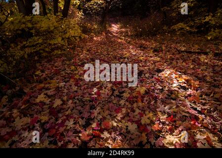 Caduta foglie d'autunno sul fondo della foresta. Le foglie di caduta creano un tappeto di colore sul paesaggio, Foto Stock