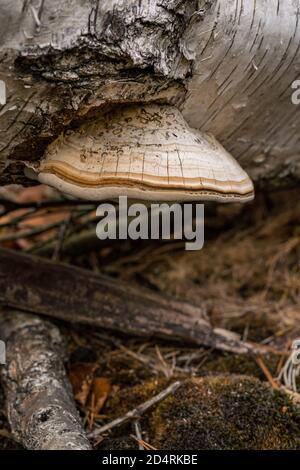 Fomitopsis betulina (precedentemente Piptoporus betulinus), comunemente noto come il polipo di betulla, staffa di betulla, o strop di rasoio, è un fungo comune della staffa Foto Stock