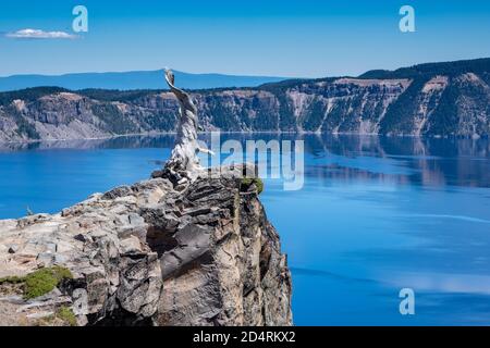 L'albero pietrificato, morto spazzato dal vento, cresce sul bordo di una scogliera nel Crater Lake National Park Foto Stock