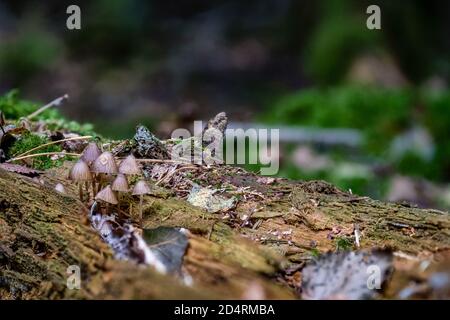 Mycena haematopus, comunemente noto come il casco sanguinante della fata, il cofano del burgundydrop, o il Mycena sanguinante, è una specie di fungo della famiglia Foto Stock