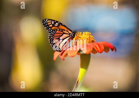 Vista laterale di una bella farfalla monarca riposante su un fiore arancione luminoso. Foto Stock