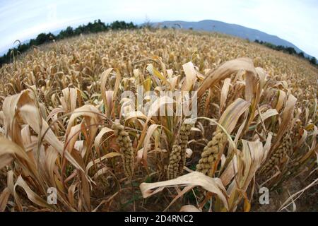 Jincheng, Jincheng, Cina. 11 Ott 2020. ShanxiÃ¯Â¼Å'CHINA-on October 6, 2020, in zhongjie Village, Longgang Town, Qinshui County, Jincheng City, Shanxi Province, campo di miglio maturo sulla cima della montagna con un'altitudine di 1350 metri, contadino, ex soldato, membro del Partito comunista Yue Hei e sua moglie Ding Xiuzi stanno raccogliendo miglio d'oro dal villaggio di Dongyuzhuang, Laodian Town, Contea di Taxian, città di Anyang, provincia di Henan. La gioia della messe è scritta sui loro volti. Credit: SIPA Asia/ZUMA Wire/Alamy Live News Foto Stock