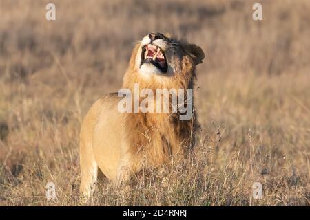 Leone ruggito (Panthera leo) nel Masaai Mara del Kenya Foto Stock