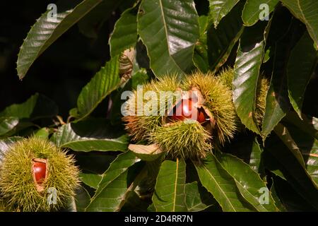 Due castagne mature sull'albero Foto Stock