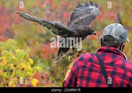 Giovane coppia che insegna lo sport della falconeria Foto Stock