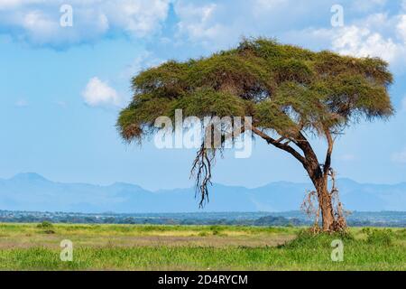 Ombrello africano albero di acacia - un grande bonsai nel parco nazionale di amboseli , Kenya Foto Stock