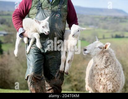 Un allevatore di pecore Herefordshire che raccoglie agnelli vicino Michaelchurch Escley con Lo sfondo delle Black Mountains gallesi Foto Stock