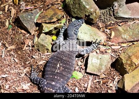 Goanna Foto Stock