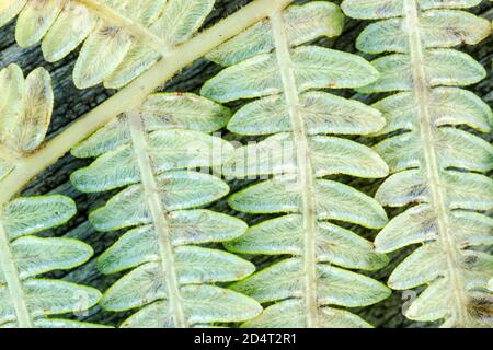 Bracken, Pteridium aquilinum, una felce inglese originaria comunemente trovata nei boschi e nelle brughiera. Mostra la parte inferiore delicata delle sue parti anteriori Foto Stock