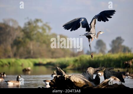 Blue Heron che prende il volo su un fiume di oche Foto Stock