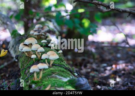 Boschivo a grappolo , funghi di tufts di zolfo che crescono in grappoli su un tronco di albero morto coperto di muschio nel bosco, background della stagione autunnale Foto Stock