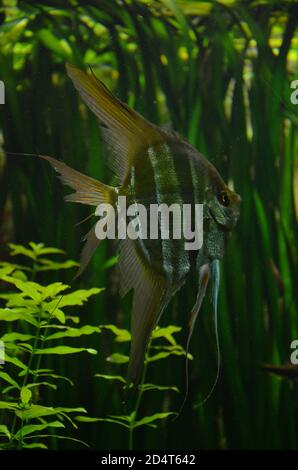 Scalar (Pterophyllum altum) in acquario Foto Stock