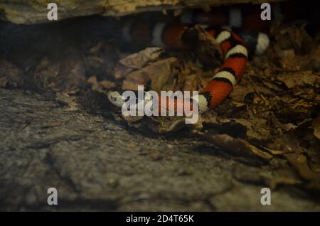 Lampropeltis triangulum sinaloe allo zoo Foto Stock