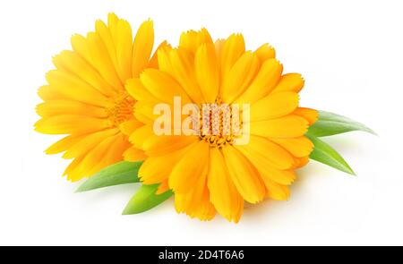 Due fiori di calendula (fiori di palma) isolati su sfondo bianco Foto Stock