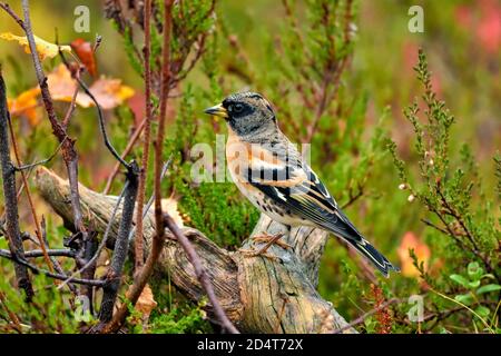 Brambling nei colori autunnali. Foto Stock