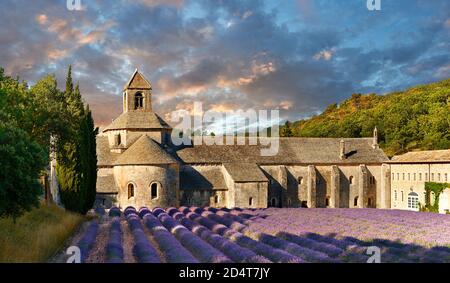 L'abbazia cistercense romanica del 12 ° secolo di Notre Dame di Senanque ( 1148 ), tra i campi di lavanda fioriti della Provenza vicino a Gordes, fra Foto Stock