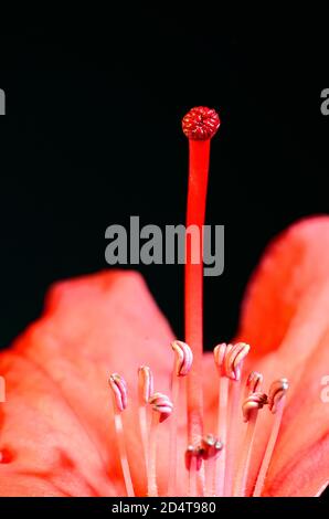 Fotografia macro di un fiore rododendro (Rhododendron Halfdan Lem) mostrare un pistil e lo stampino su uno sfondo nero Foto Stock