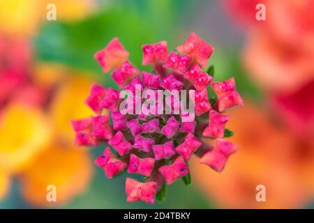 Lantana camara in fiore, primo piano. Serbia, Europa Foto Stock