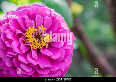 Primo piano di rosa Zinnia elegans fiore in fiore Foto Stock