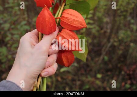 Donna che tiene bouquet di fiori d'autunno. Mazzo di Physalis alkekengi, conosciuto anche come Lanterna Cinese, o Winter Cherry, in mano Foto Stock