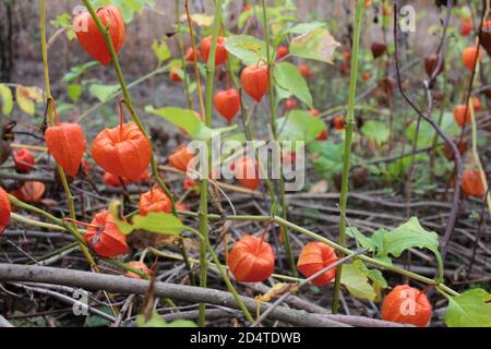 Fiori d'arancio Physalis alkekengi, conosciuti anche come Lanterna Cinese, o Winter Cherry, nel giardino d'autunno. Popolare pianta ornamentale e medicinale Foto Stock