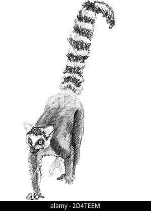 Schizzo Lemur, madagascar. Illustrazione a matita disegnata a mano Foto Stock