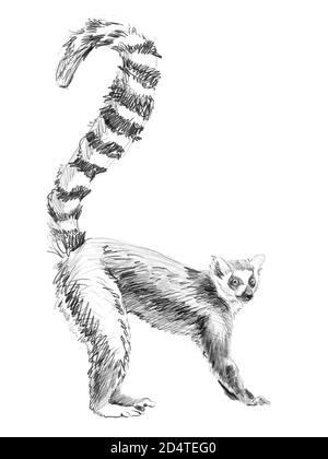 Schizzo Lemur, madagascar. Illustrazione a matita disegnata a mano Foto Stock