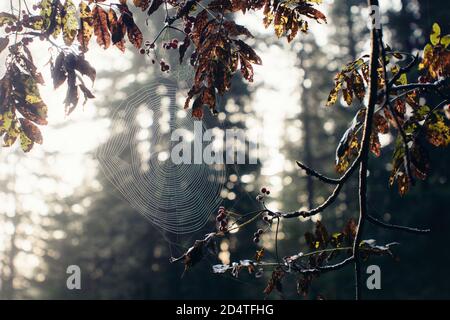 Suggestivo paesaggio boschivo con ravvicinato di ciottoli. Cerchio cobweb su ramo ad albero con spazio di copia. Incredibile autunno nella natura selvaggia. Natura selvaggia. Mattina li Foto Stock