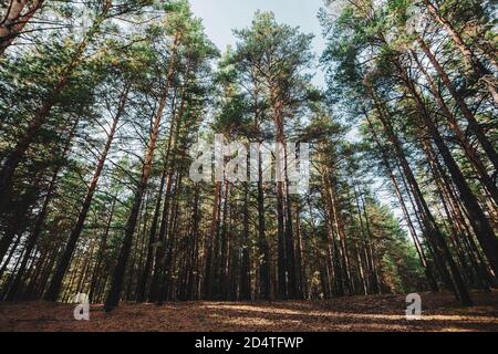 Tronchi dritti di pini alti. Alberi di conifere giganti in una foresta di atmosfera scura. Radici su glade. Struttura di raffineria. Incredibile paesaggio naturale. Foto Stock