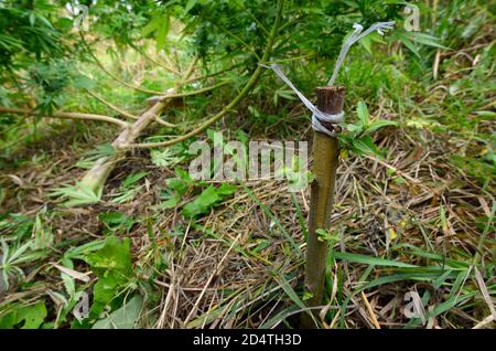 Coltivazione di cannabis in un campo, tecnica di allenamento a basso stress: Piegare il tronco della pianta e rami verso il basso utilizzando pioli e corde Foto Stock