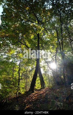 Gloriosi colori autunnali nei boschi del Lickey Hill Country Park vicino a Birmingham, Inghilterra. Foto Stock