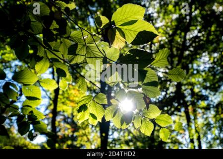 Gloriosi colori autunnali nei boschi del Lickey Hill Country Park vicino a Birmingham, Inghilterra. Foto Stock