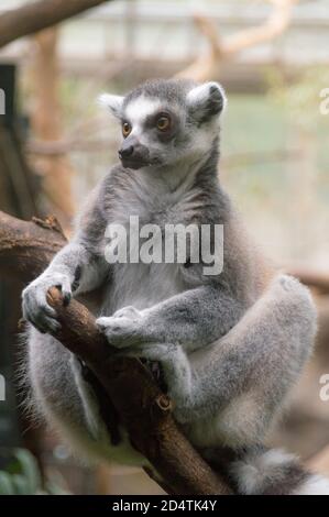 Ritratto di un Lemur con coda ad anello (Lemur Catta) Foto Stock