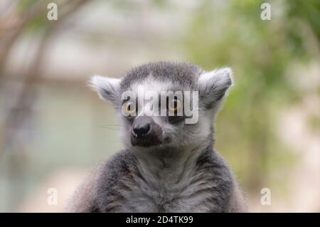 Ritratto di un Lemur con coda ad anello (Lemur Catta) Foto Stock