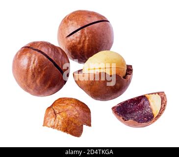 Dadi di macadamia isolati Foto Stock