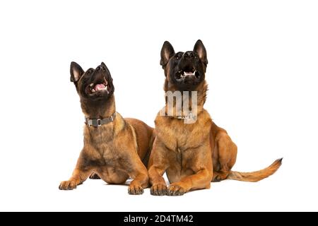 Due cani belgi malinois di fronte a uno sfondo bianco Foto Stock