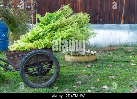 Carrello a mano con un Bush di lattuga. L'insalata contiene molte diverse vitamine, minerali e sostanze organiche. Foto Stock